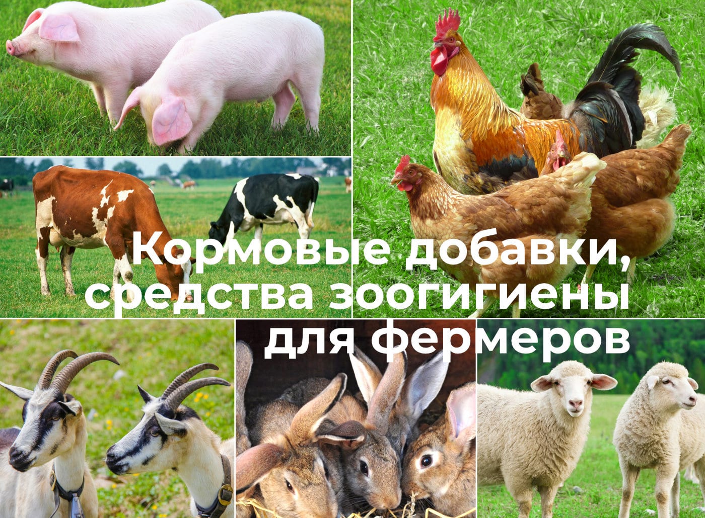 Кормовые добавки для фермеров